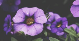 Badai, Cedera, Hantam