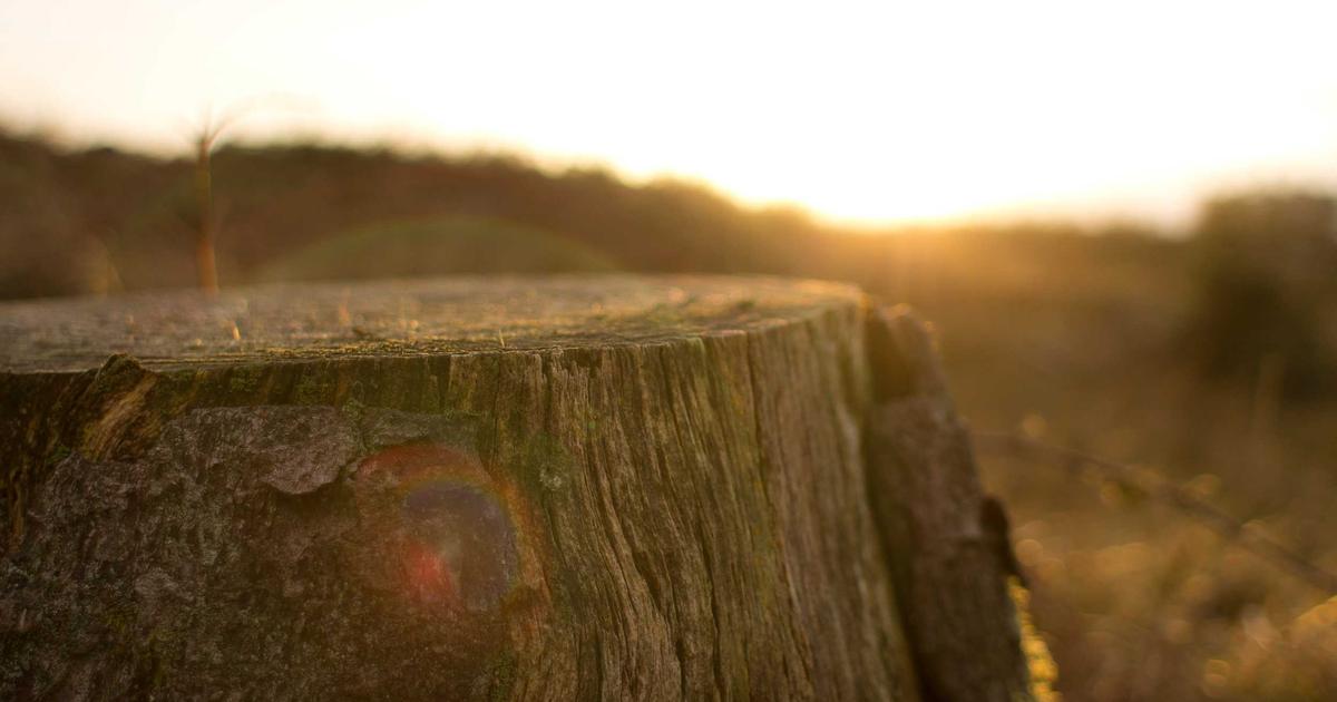 Gustavo, Fernandes:, "Saya