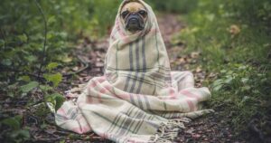 Mihailo, Perovic:, "Kepala