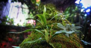 Minim, Menit, Bermain