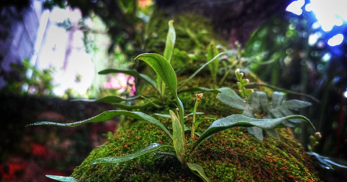 Minim, Menit, Bermain