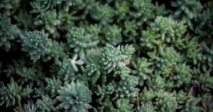 Persebaya, Surabaya, Kian