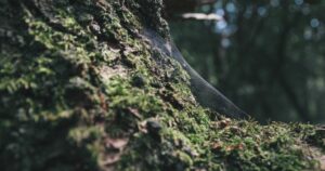 Persebaya, Surabaya, Panen